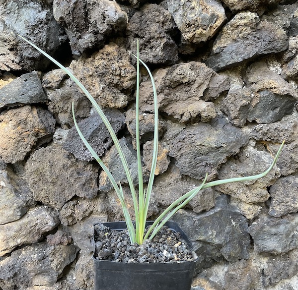 Hesperaloe parviflora (Red Yucca) Seedlings